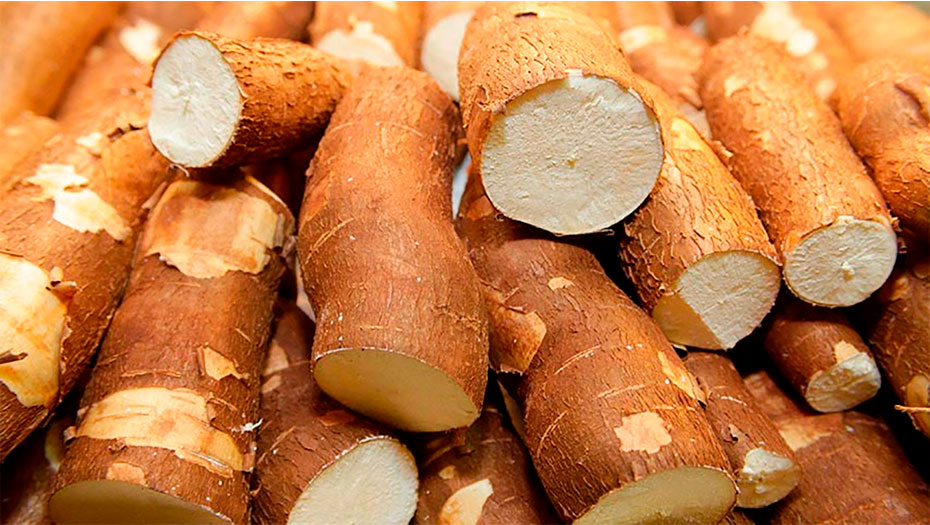Yuca de Mutatá