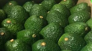 Aguacate Hass Primera