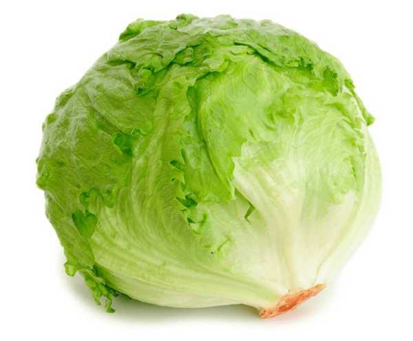 Lechuga Batavia