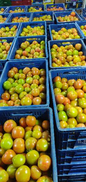 tomate chonto aliño