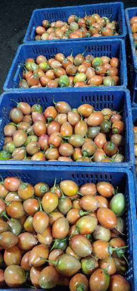 tomate de árbol grueso