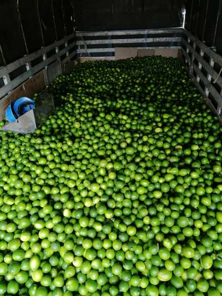 Limon tahiti primera