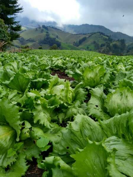 Lechuga batavia al por mayor