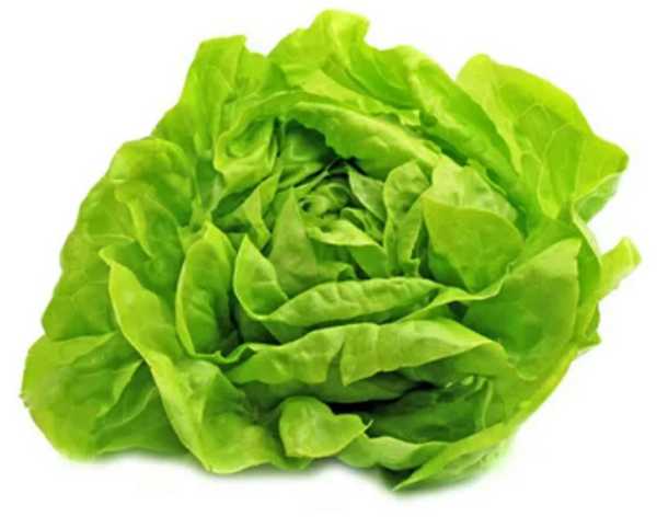 Lechuga lisa
