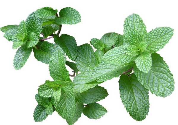 Menta