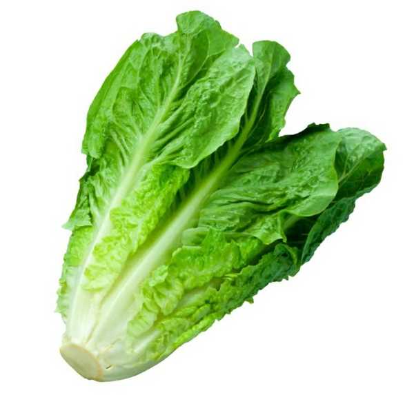 Lechuga Romana