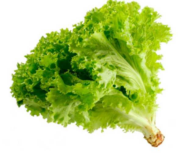 Lechuga Crespa