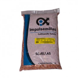 Semillas de Guanabana 10 Gr