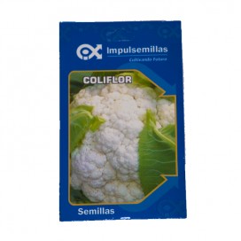 Hueso Natural Canamor 6"