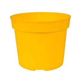 Semillas de Ahuyama 20 Grs