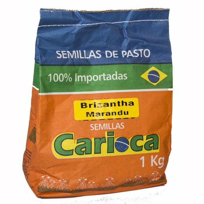 Semilla Brachiaria Brizanta Marandu 1 kg