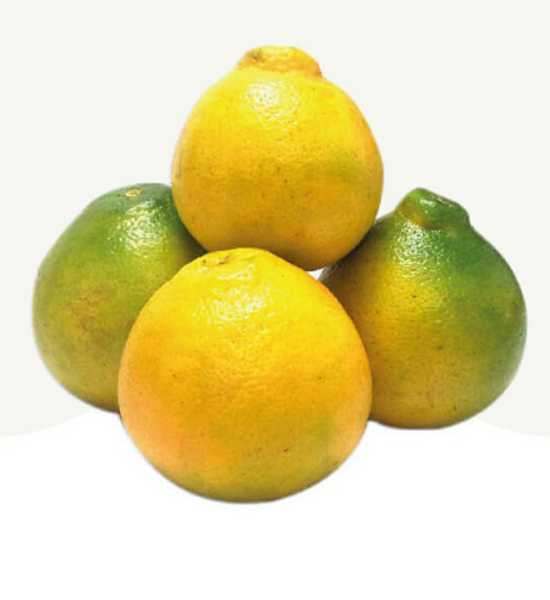 Naranja Tangelo (5-6 und X Kilo)
