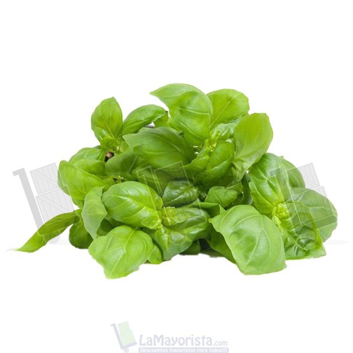 ALBAHACA FRESCA