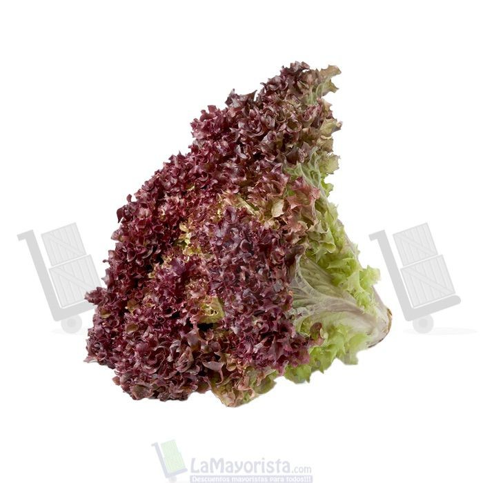 LECHUGA MORADA X UNIDAD
