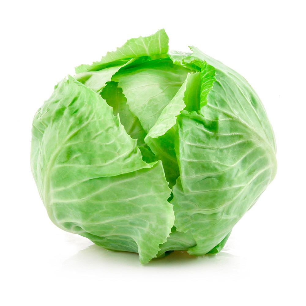 LECHUGA BATAVIA UND