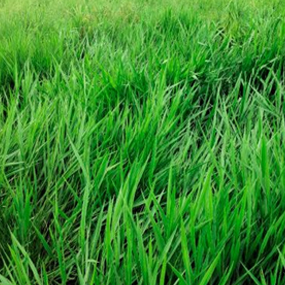 Brachiaria Decumbres Elite x kL