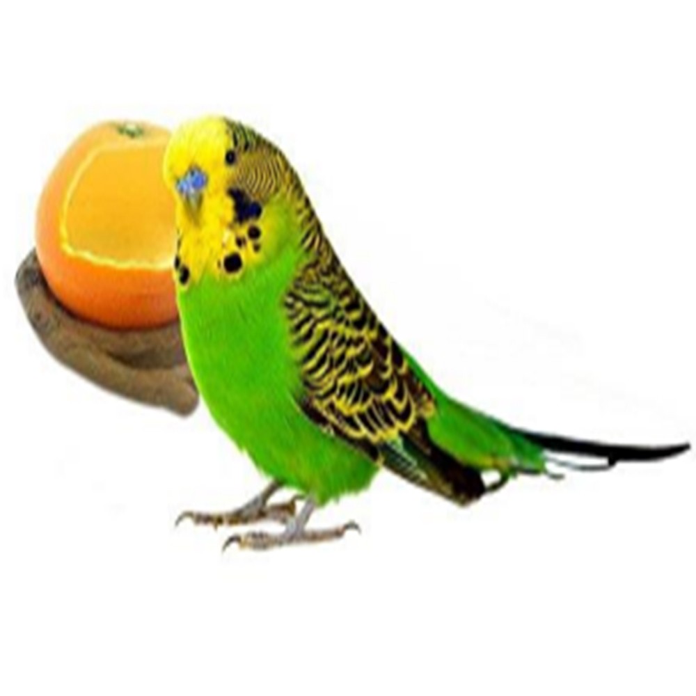 Naranja Decoración Pájaros