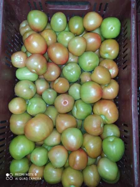 Tomate Chonto 1A x 20k