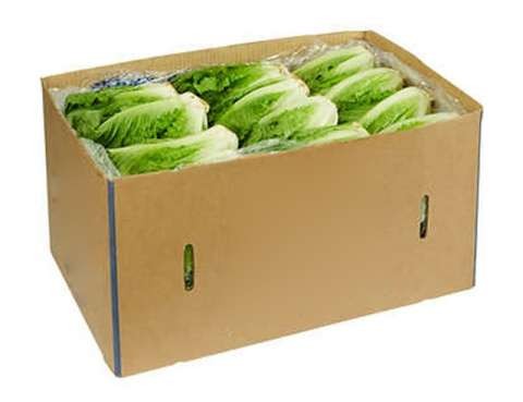 Lechuga Batavia X 12 unidades