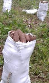 Bulto de Yuca