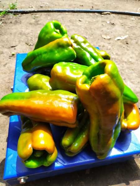 Pimentón Variedad Quetzal.