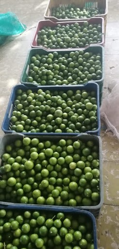 Bulto de Limón Pajarito X 40 Kilos