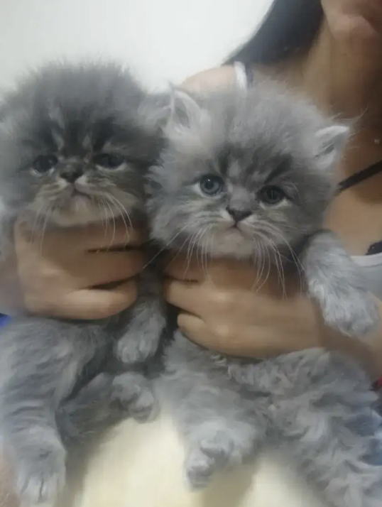 Gatos persas