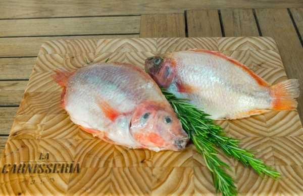 Tilapia