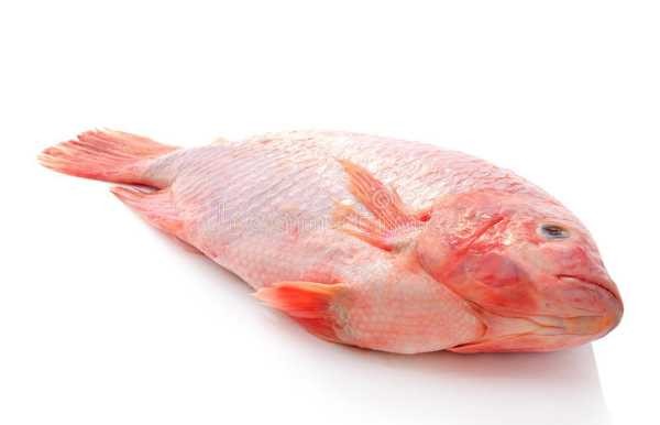 TILAPIA ROJA FRESCA