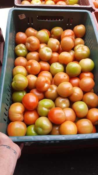 tomate chonto