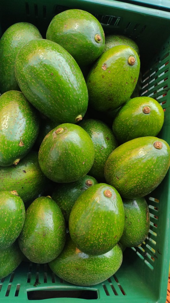 AGUACATE CHOQUETTE PRIMERA CANASTA X 20 KILOS