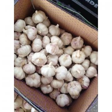 Caja ajo a granel x 10 kilos