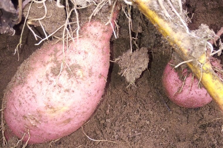 Batata