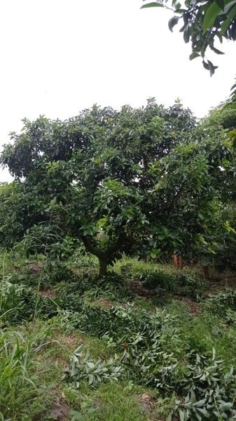 aguacate papelillo