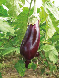 Berenjena
