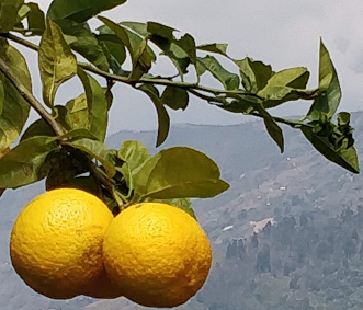 limon real