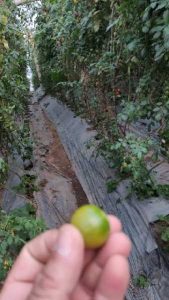 Tomate cherry