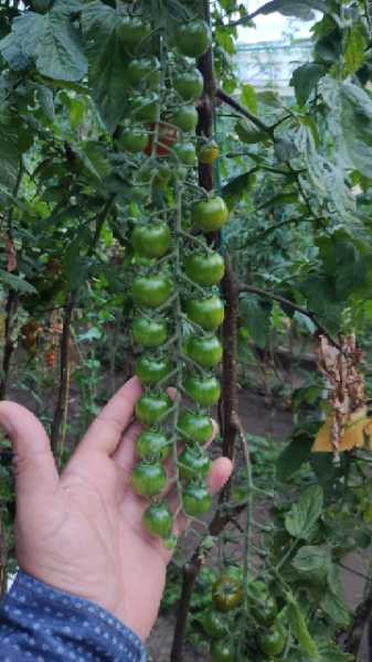 Tomate cherry