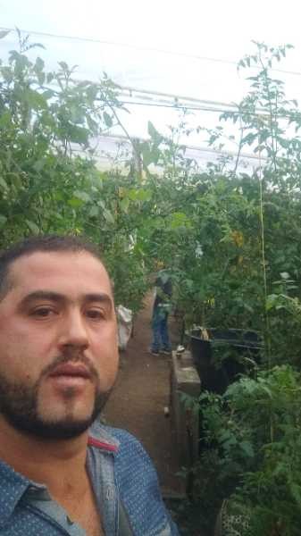 Tomate cherry