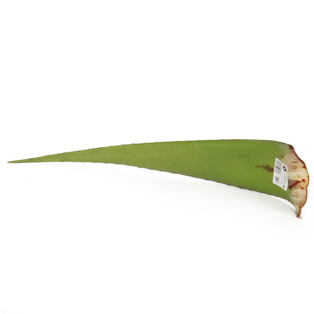 HOJA PENCA SABILA ALOEZ