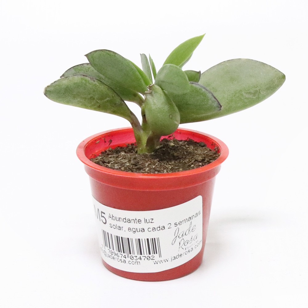 PLANTA M5 REDONDA ROJA JADE ROSA