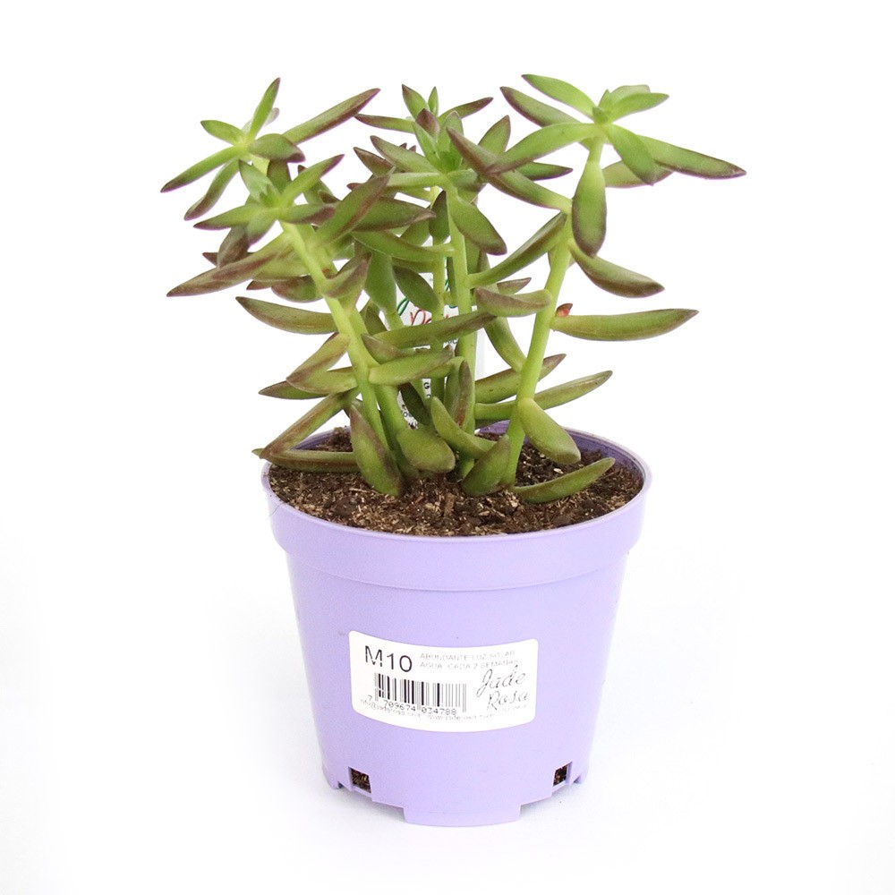 PLANTA M10 REDONDA  COLORES  JADE ROSA