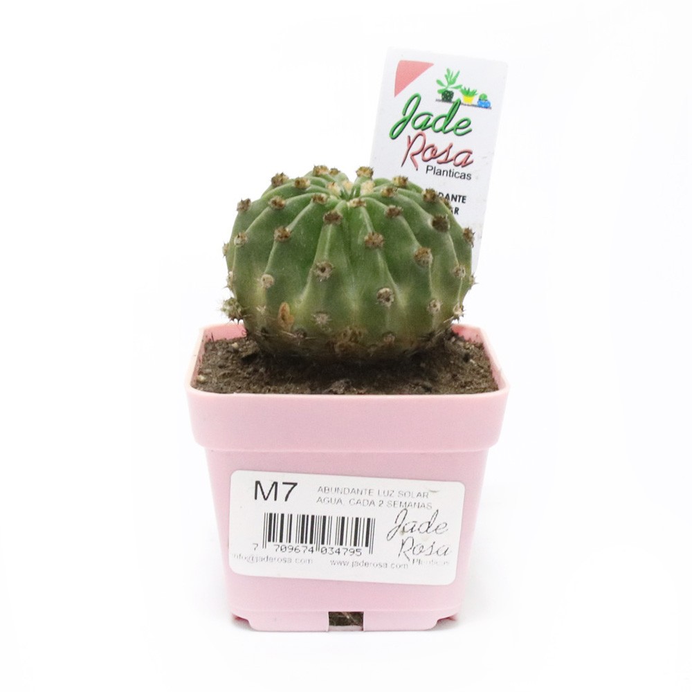 PLANTA M7 CUADRADA COLORES  JADE ROSA