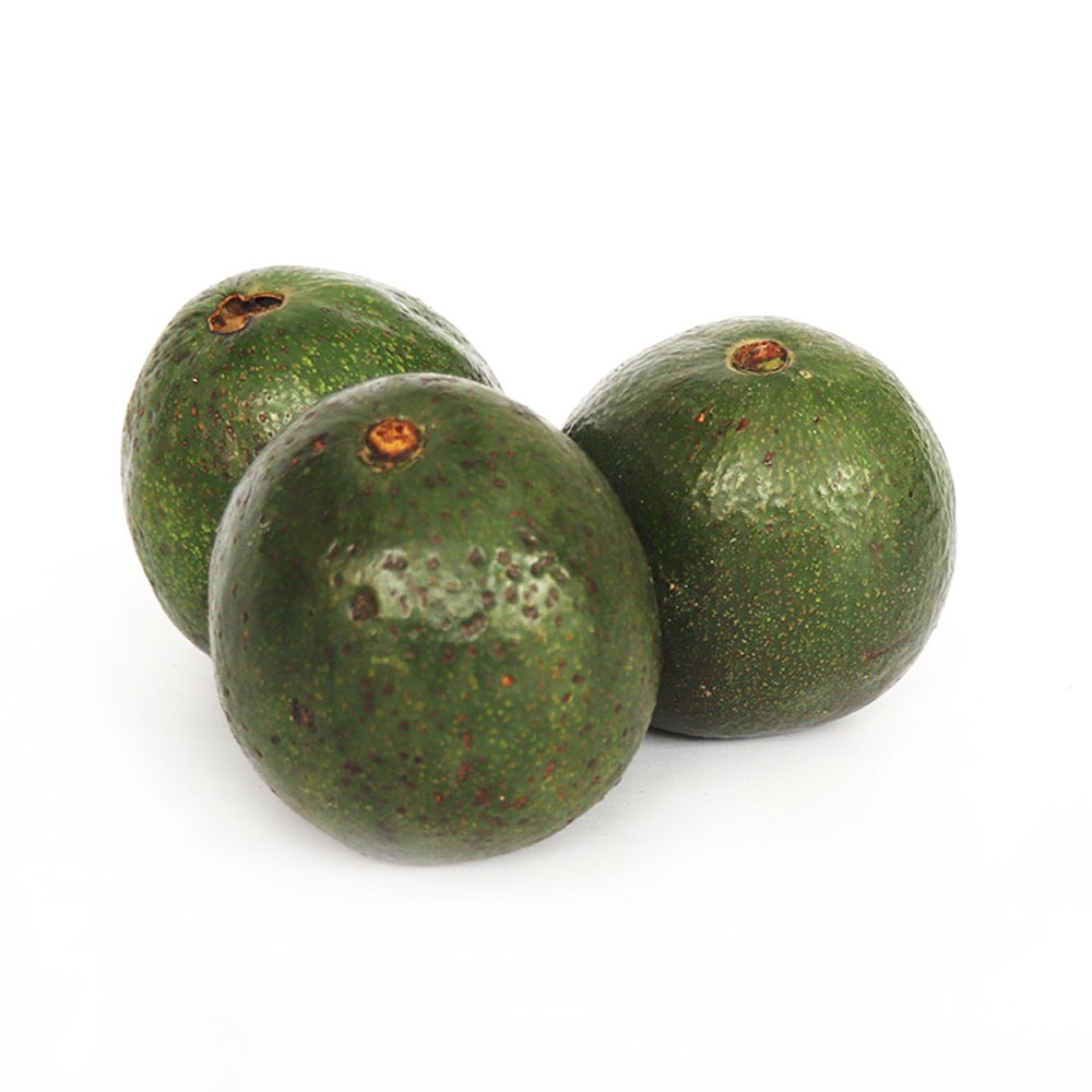 AGUACATE INJERTO