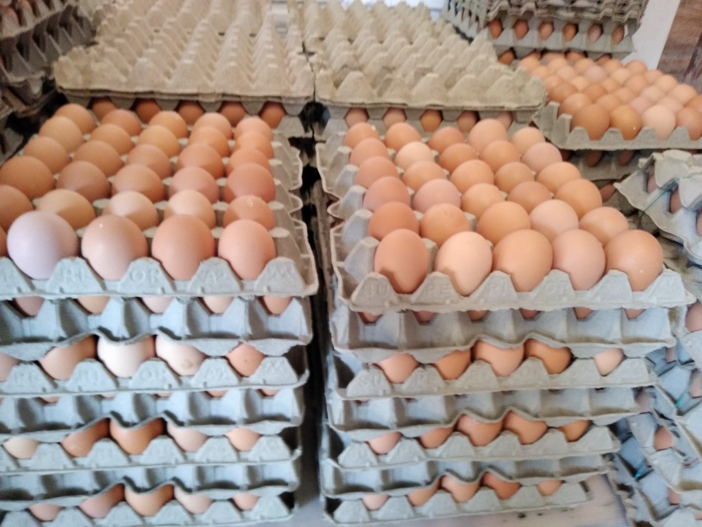 huevos tipo AA