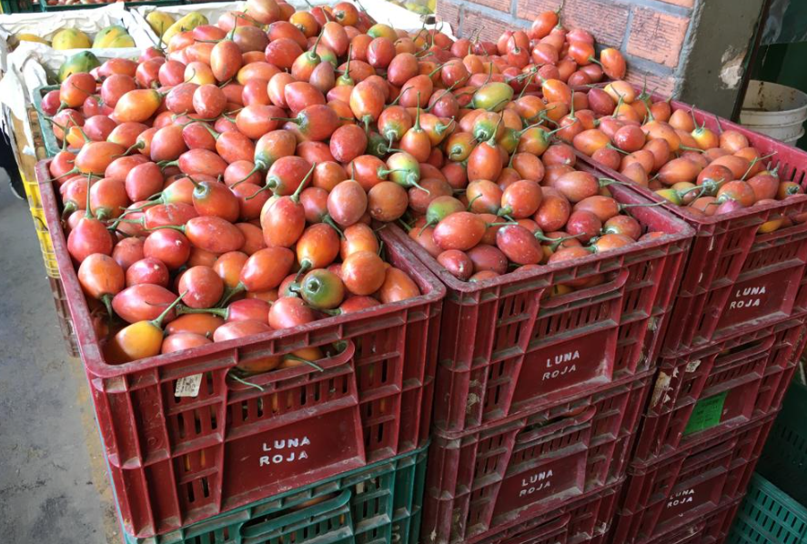 tomate árbol de 1ra