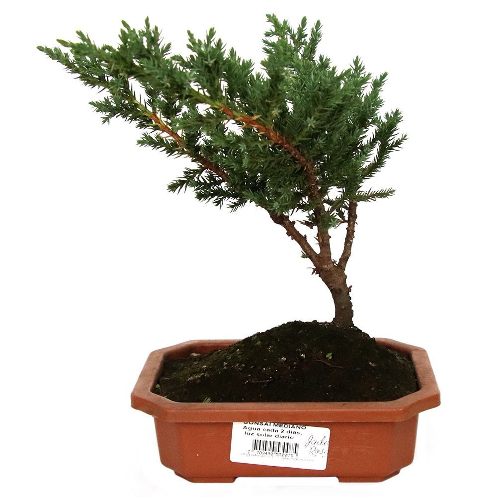 BONSAI GRANDE JADE ROSA