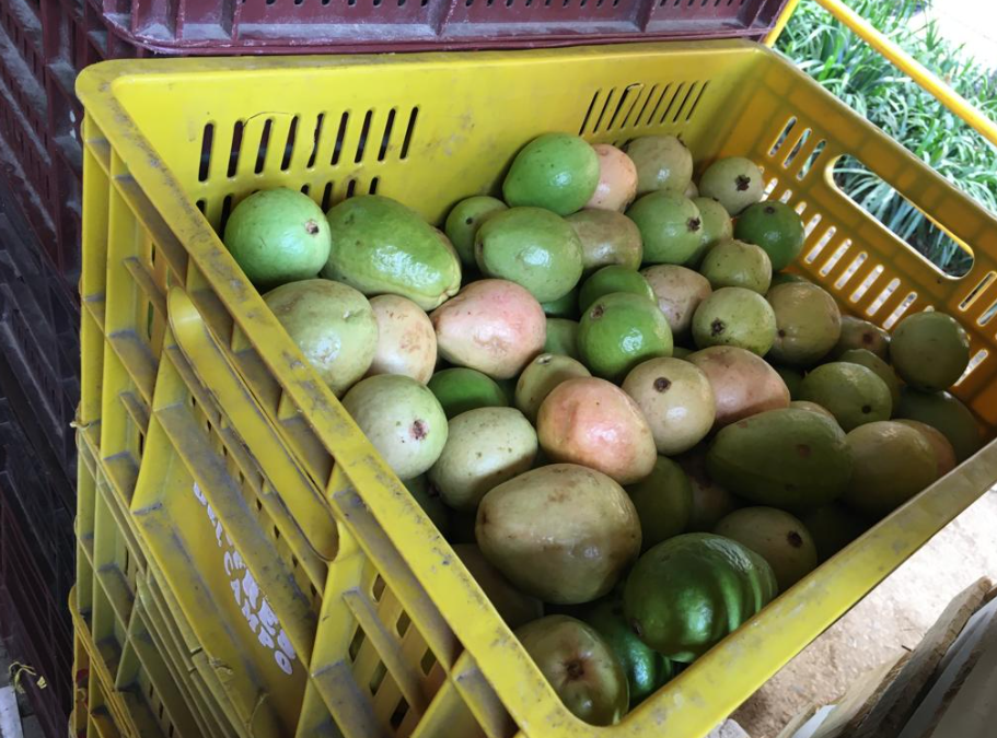 guayaba pera