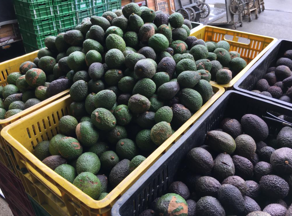 aguacate hass