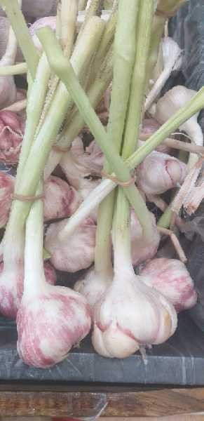 AJO CRIOLLO